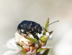 Aporocera scabrosa
