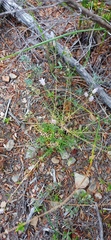 Wahlenbergia oxyphylla