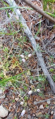 Wahlenbergia oxyphylla