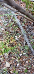 Wahlenbergia oxyphylla