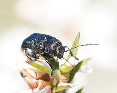 Aporocera scabrosa
