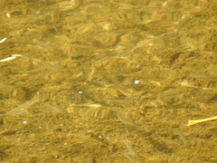 Planiliza