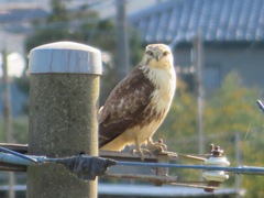 Buteo japonicus