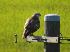 Buteo japonicus