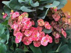 Euphorbia milii