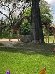 Giraffa