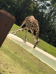 Giraffa