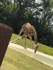 Giraffa