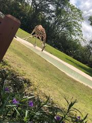Giraffa