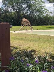 Giraffa