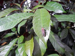 Thunbergia marginata
