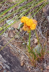 Ornithogalum dubium