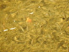 Planiliza