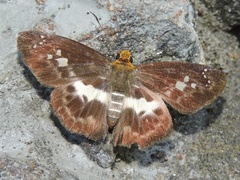 Gerosis phisara