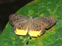 Mooreana trichoneura