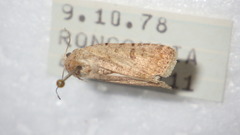 Caradrina clavipalpis
