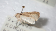 Caradrina clavipalpis