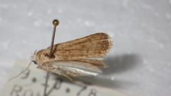 Caradrina clavipalpis