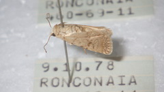 Caradrina clavipalpis