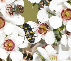 Castiarina rectifasciata