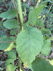 Verbesina virginica virginica
