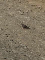 Aves