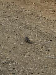 Columbina