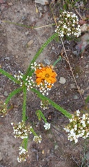 Ornithogalum dubium
