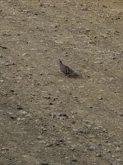 Aves