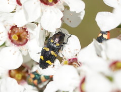 Castiarina rectifasciata