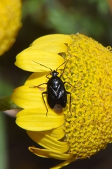 Deraeocoris ribauti