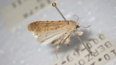 Caradrina clavipalpis