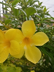 Allamanda cathartica