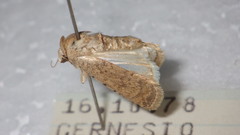 Caradrina clavipalpis