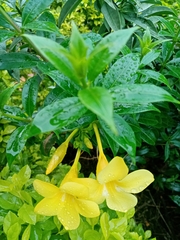 Allamanda cathartica