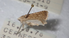 Caradrina clavipalpis