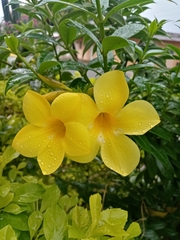 Allamanda cathartica
