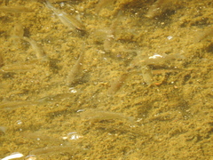 Planiliza
