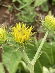 Berkheya setifera