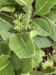 Berkheya setifera