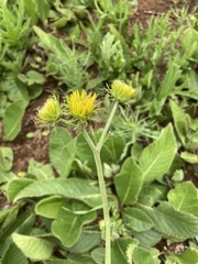 Berkheya setifera