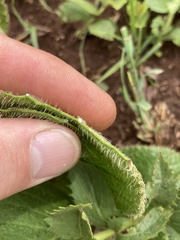 Berkheya setifera
