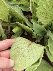 Berkheya setifera