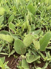 Berkheya setifera