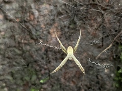 Argiope aemula