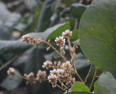 Spatholobus parviflorus