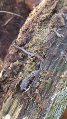 Plethodon sherando