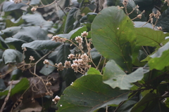 Spatholobus parviflorus