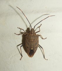 Poecilometis strigatus