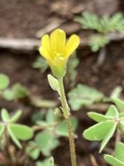 Oxalis corniculata